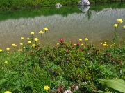 07 Splendide fioriture in riva al lago